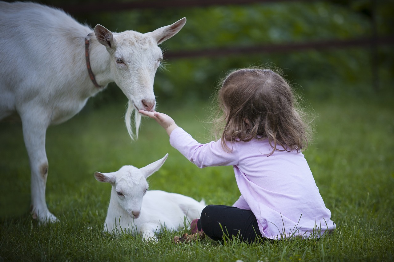 goat, kid, animal-3017394.jpg