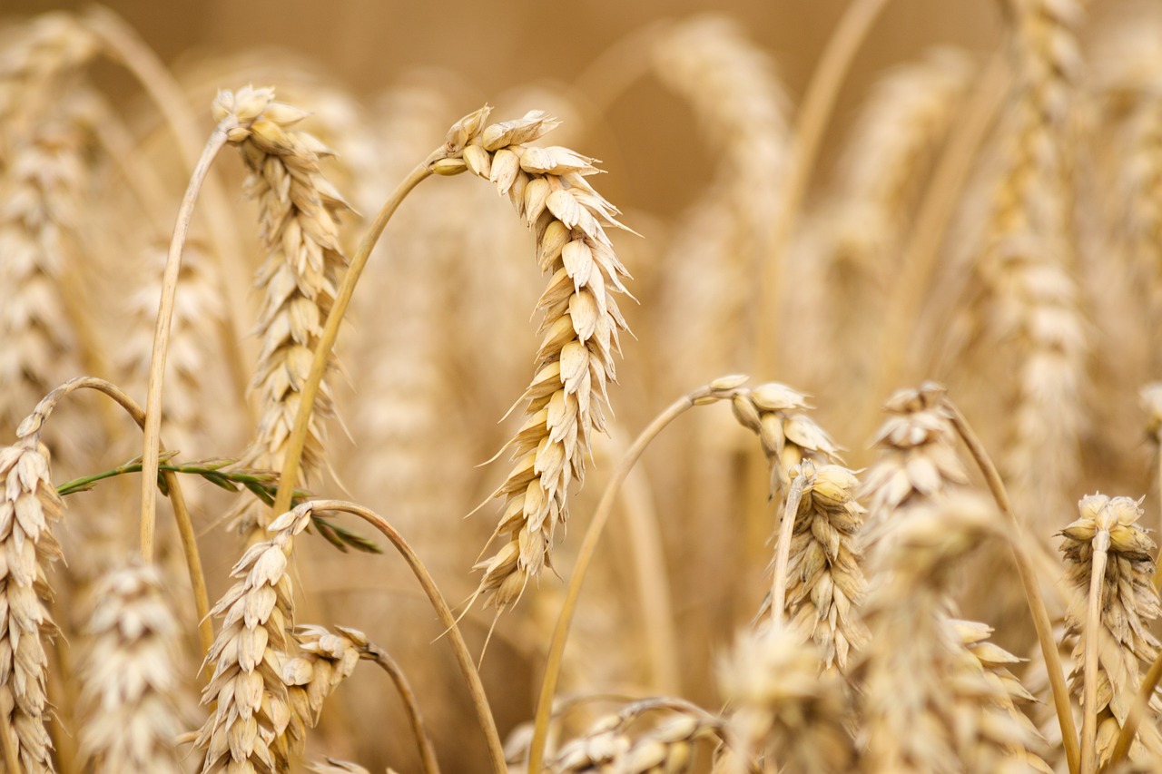 wheat, field, wheat field-6536039.jpg