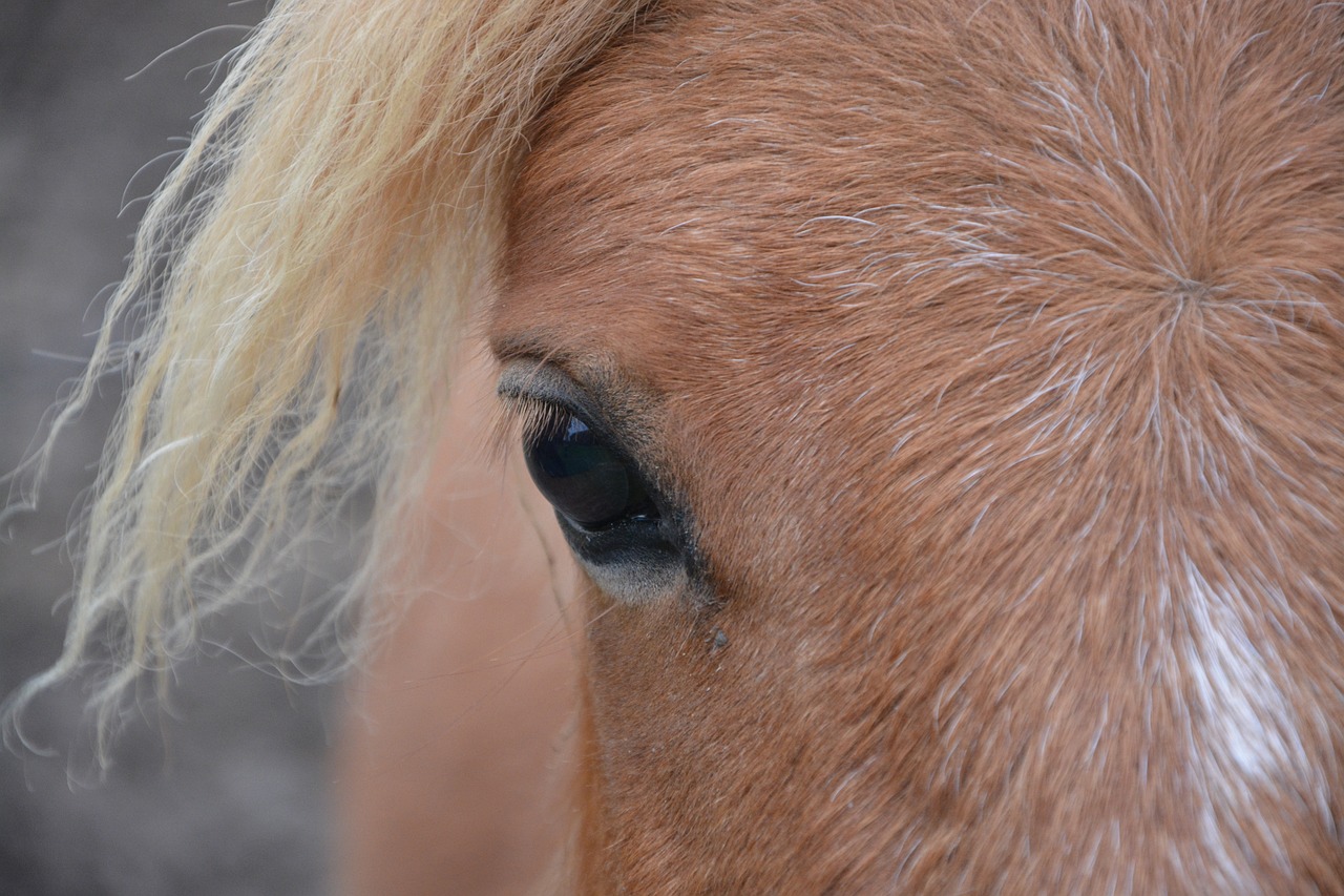 shetland pony, eye, keen eye-2745110.jpg